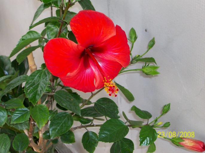 100_0109 - hibiscus