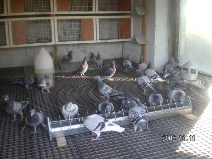 35 - porumbei Mihai si Gigi