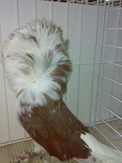 jacobin 15 - 1509 str 2