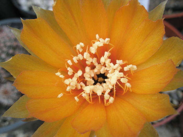 Lobivia arachnacantha - floare ( oranj evident ) - Lobivia