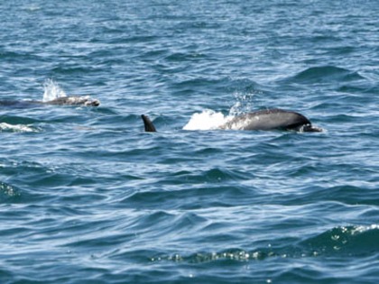 delfin - delfini