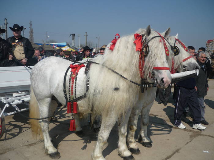 P1010578 - cai epozitie