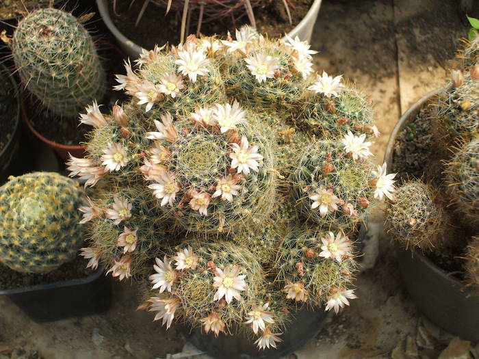 Mammilaria wildii - colectia mea de cactusi