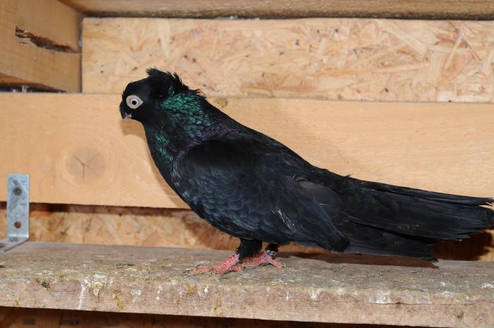 DSC_9949 - jucatori dublumotati calarasi 2008