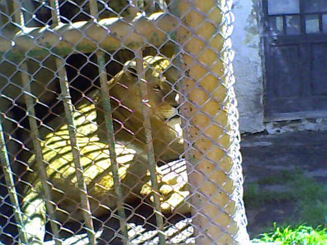 TIGRU - Gradina Zoologica Turda