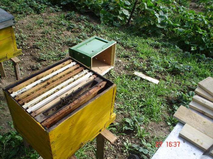 DSC05923 - ALBINUTZELE MELE