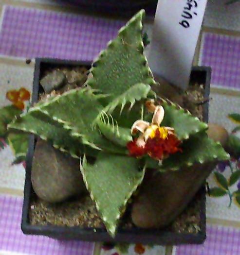 Faucaria tigrina2