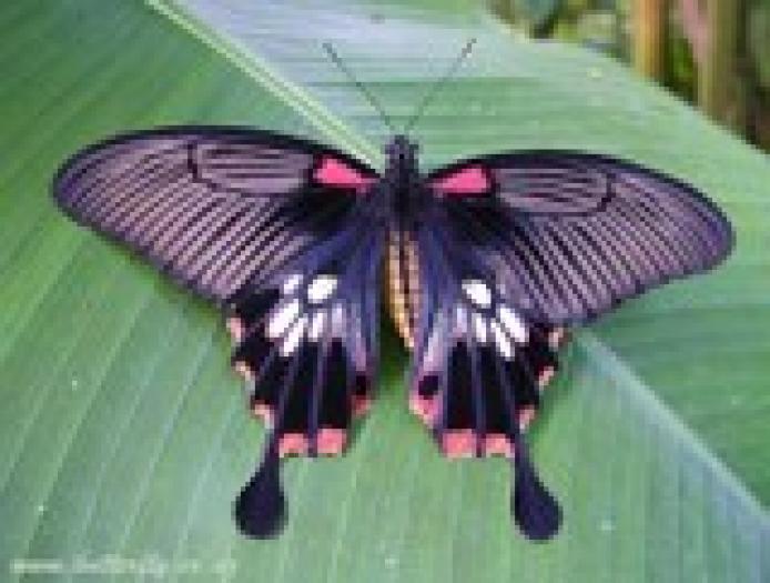 butterfly - plante si animale ocrotite de lege