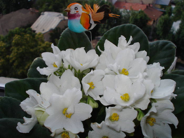 VIOLETA - FLORILE MELE