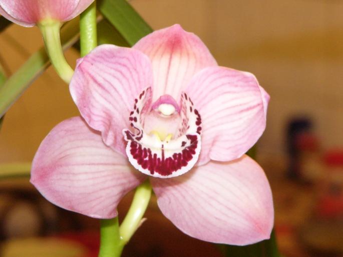 P1130075 - orchidee