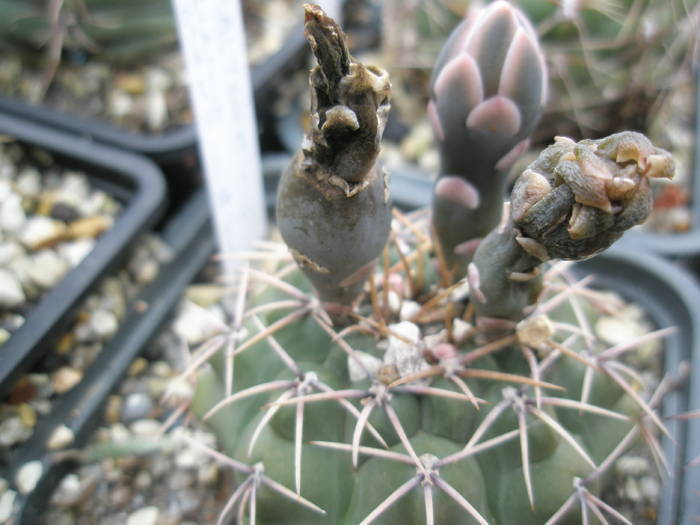 Gymnocalycium quehlianum - fruct 12.07 - FRUCTE de cactusi si suculente