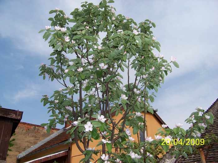 100_0948 - Primavara in curte  Timisoara