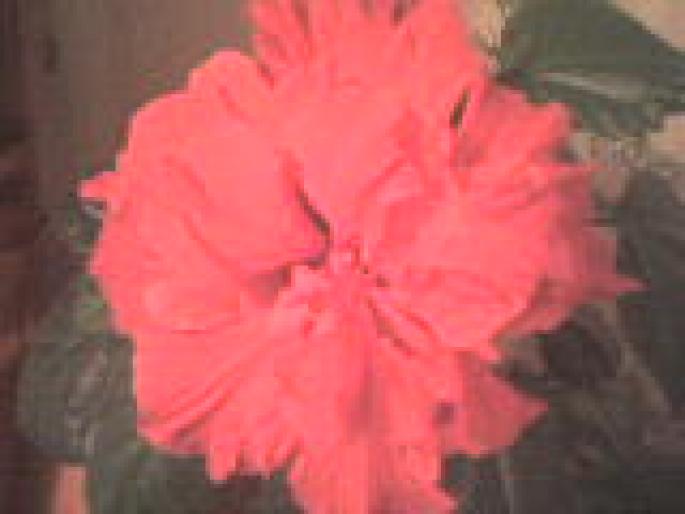 HIBISCUS; trandafir
