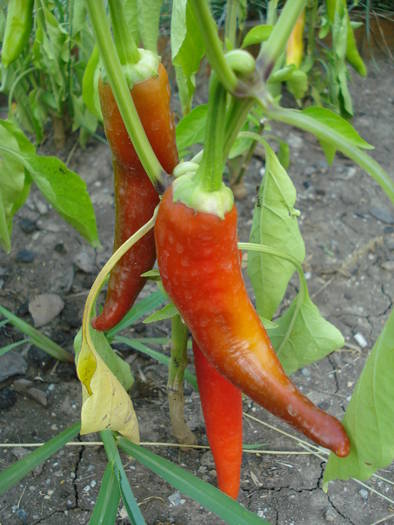 Szegedi 80 Peppers (2009, August 04)