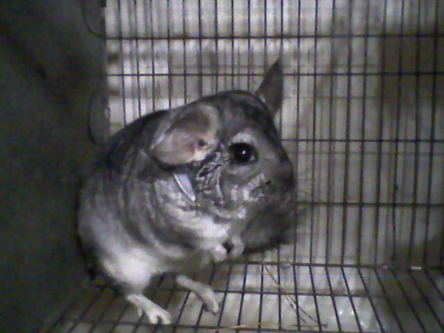 Foto-0005 - Chinchilla