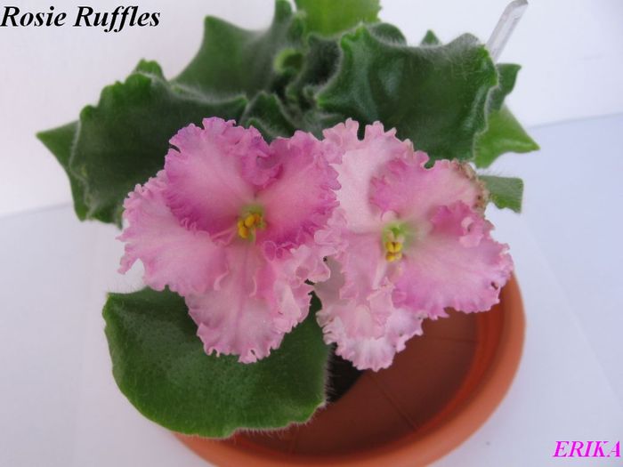 Rosie Ruffles (v) 2009 jun 4 - Violete de colectie