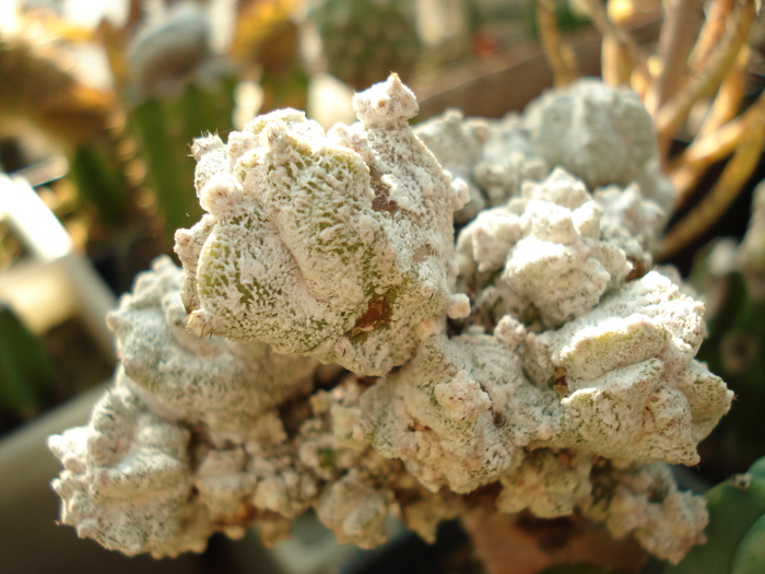 Astrophytum myriostigma cv 'Lotus Land'
