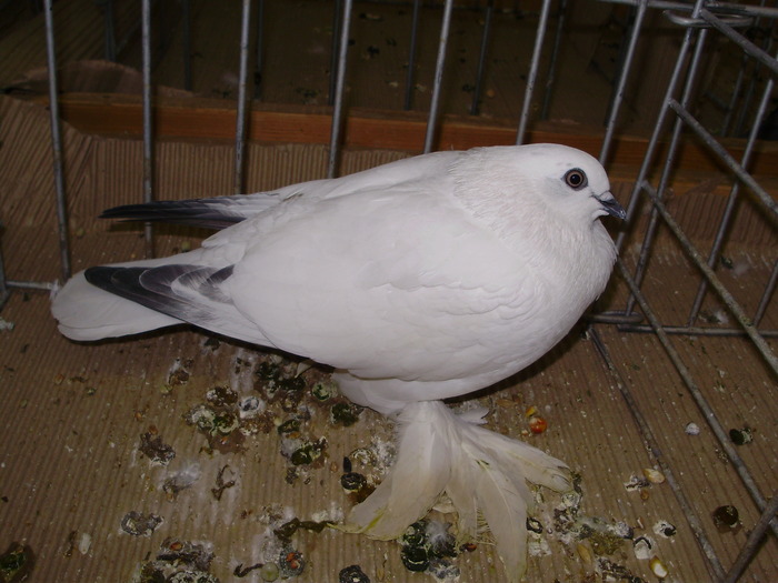 10808 jbi 0 - 1507 partea 6a