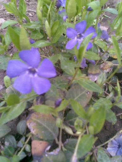 vinca - FLORI IN GRADINA