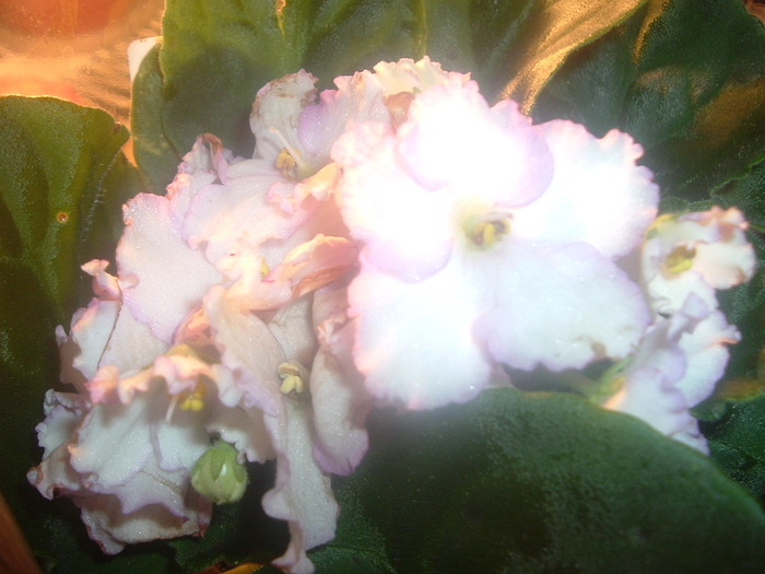 DSCF9146; violeta( noua achizitie)
