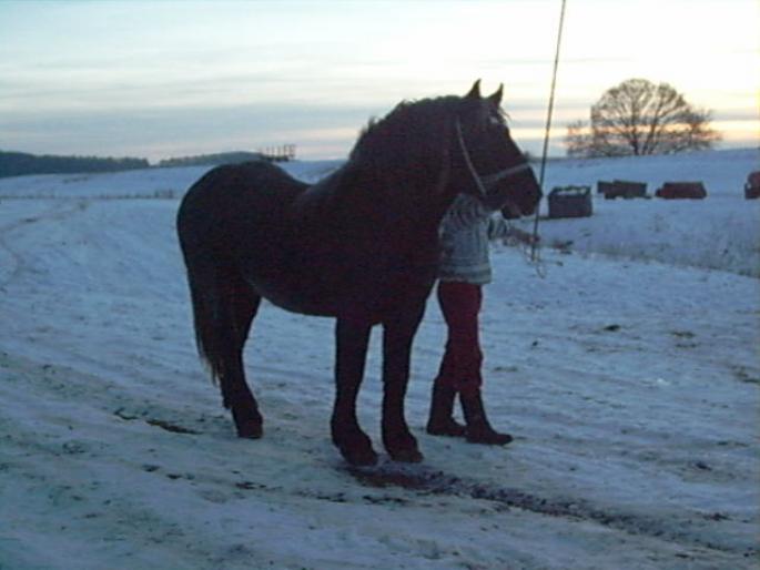 Radu - CAI RASA PERCHERON