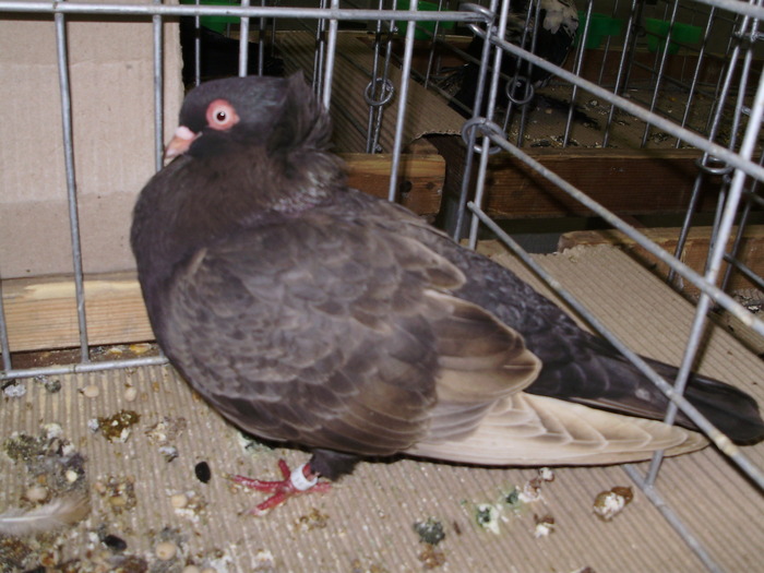 11950 szeksfehervsr 0 - 1507 partea 7a