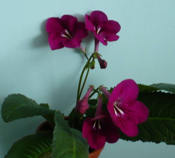 P1110538 - STREPTOCARPUSI