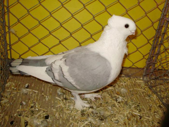 18516 satinet 0 - 1505 partea 6