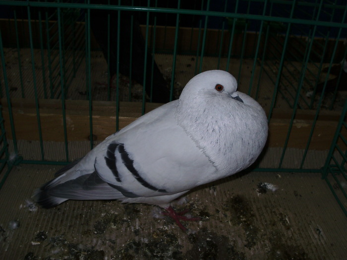 8730 ceh ghiata 1 - 1507 partea 3b