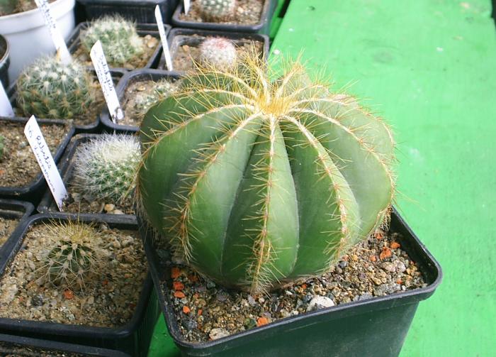 Parodia magnifica