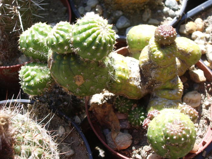 Echinopsis fma. monstruoasa - Fotografii cactusi - suculente 2009