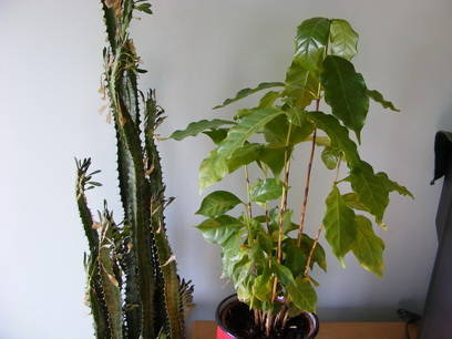 Euphorbia si  arbori de cafea