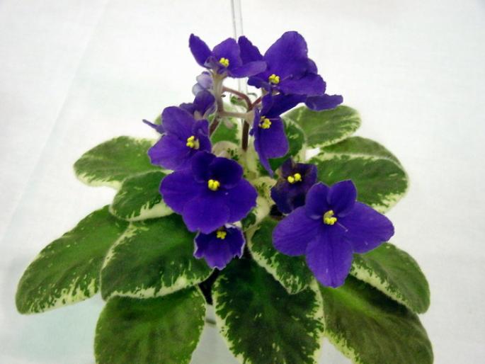 buckeye_simpler_times_2005avsa - violete de pe net