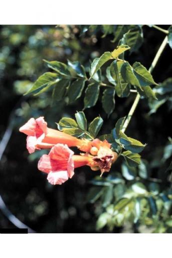 TRAMBITA-CAMPSIS RADICANS - Liane