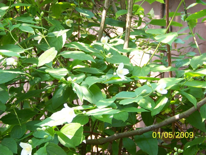 100_1355 - Primavara in curte  Timisoara