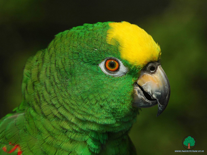 Wallpapers - Parrots - 15 - PAPAGALI