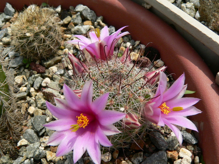 mammillaria_microcarpa
