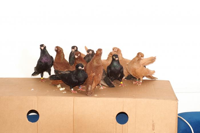 Picture 095 - jucatori de constanta