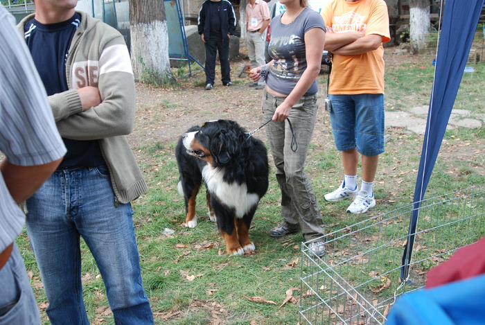 DSC_0164 - Concurs international de frumustete canina 2009 TgMures