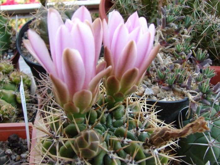 Gymnocalycium achirasense - Cactusi la Mangalia