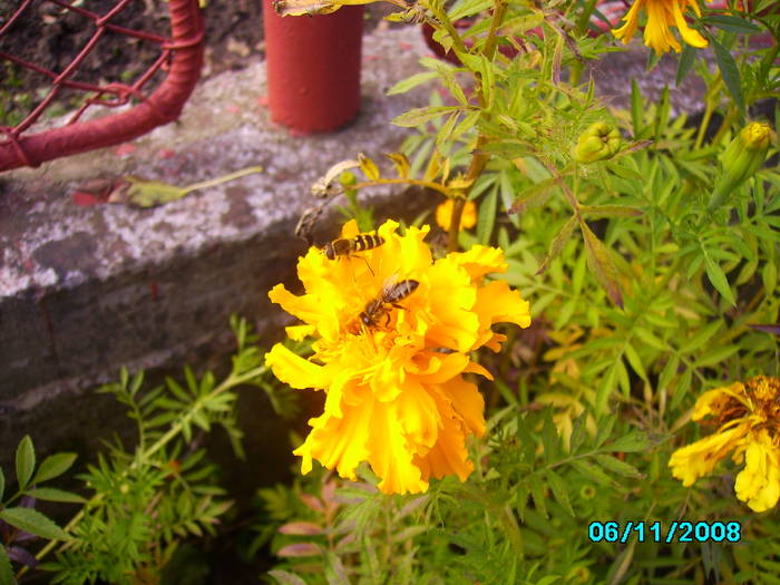 IMG_5154 - insecte si flori