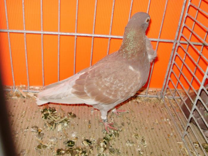 01384a fig 1 - 1505 partea 6