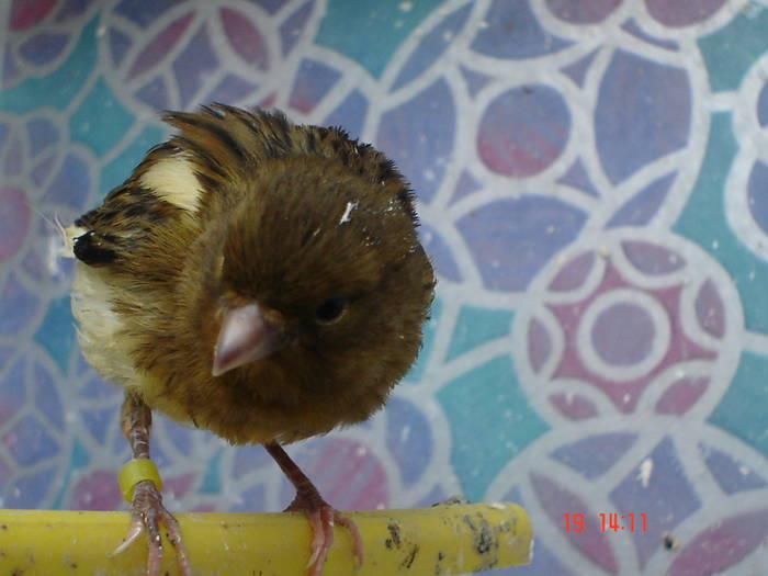 DSC03977 - PUI CANARI 2009