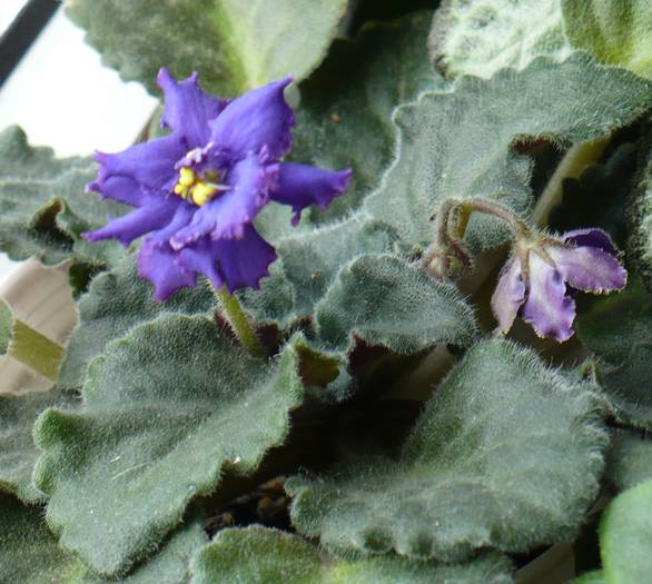 P1130380 - Saintpaulia - violete de camera