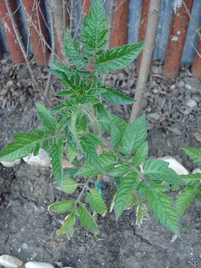 Tomato Gardeners Delight (2009, May 10)