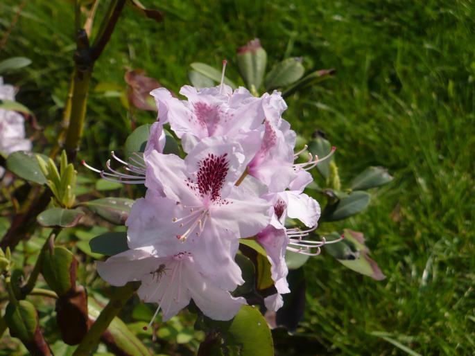 P1010525 - Herastrau 1 Mai 2008