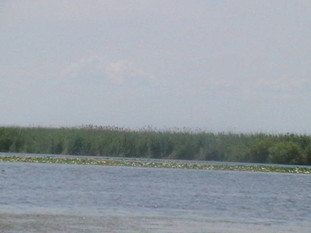 IMGA0955 - In Delta Dunarii- Mila 23-iunie 2009