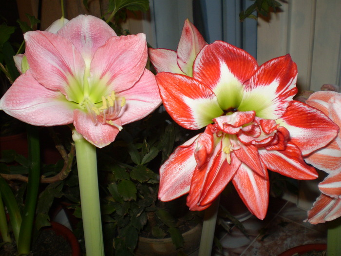 P1063062 - hipeastrum 2009-2010
