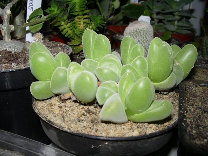 Gibbaeum - Suculente