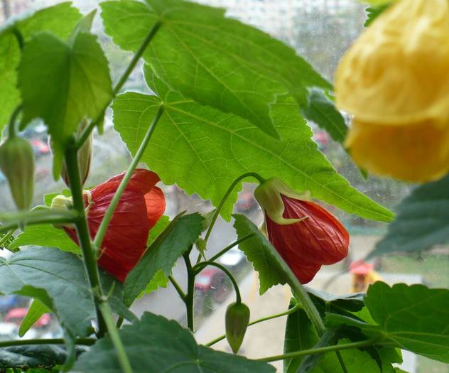 P1100702 - ABUTILONI